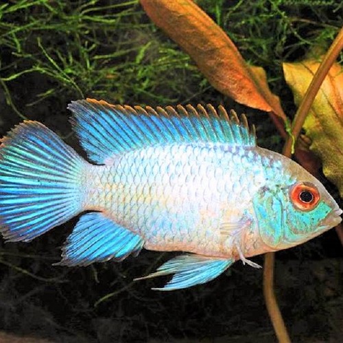 Nannacara anomala super blue - Cichlidé nain brillant super bleu 4-5 cm
